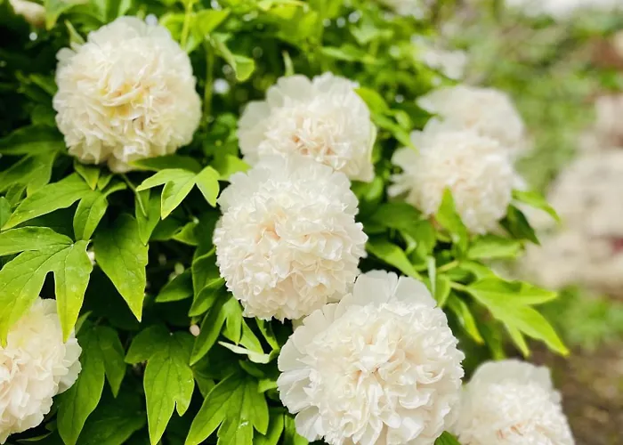 Burkhardt 度假居 *