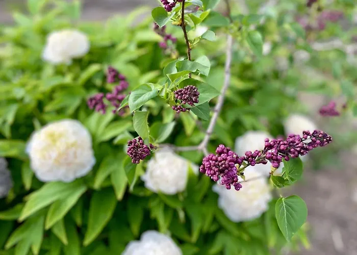 Burkhardt マイセン